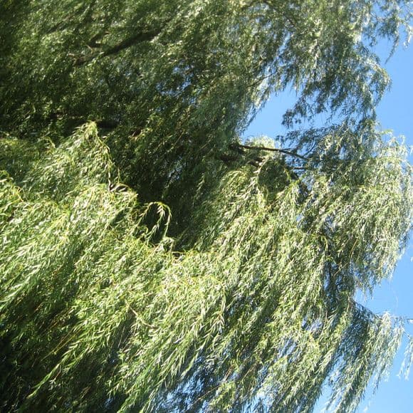 Thumbnail for watchme.shine 001